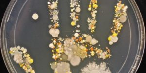 An 8-year-old’s bacteria-filled handprint