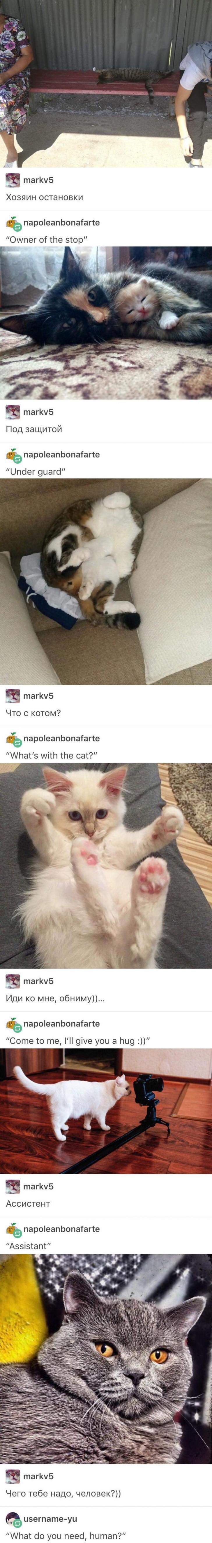 ÐšÐ¾Ð¼Ð¿Ð¸Ð»ÑÑ†Ð¸Ñ ÐºÐ¾ÑˆÐºÐ¸