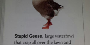 Stupid geese…