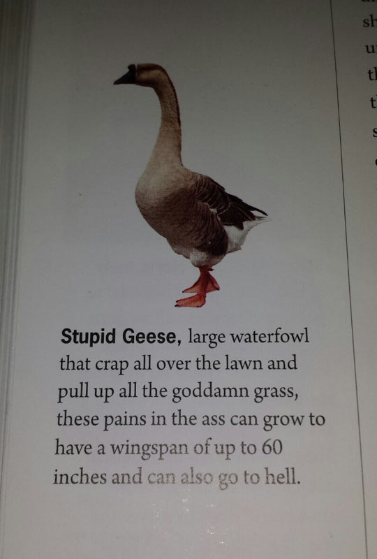 Stupid geese...