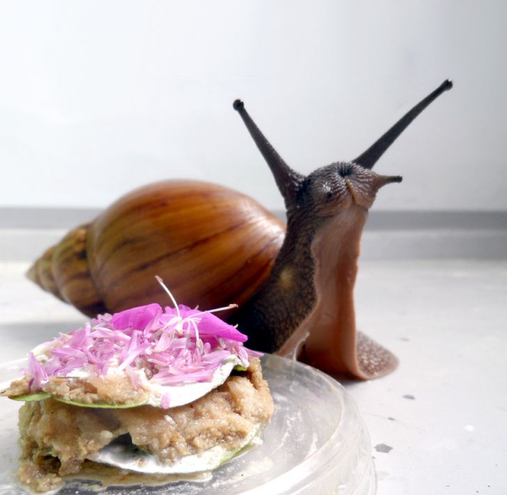 My snail Gary had a birthday, and celebrated with cake