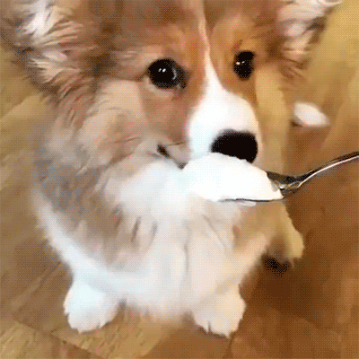 What is th... HOLY PUPPER ABOVE IT'S DELICIOUS!