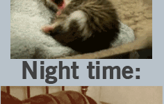 My+life%3A+Daytime+vs.+Nighttime.