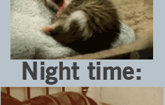 My life: Daytime vs. Nighttime.