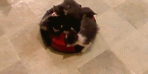 Kitty roomba!