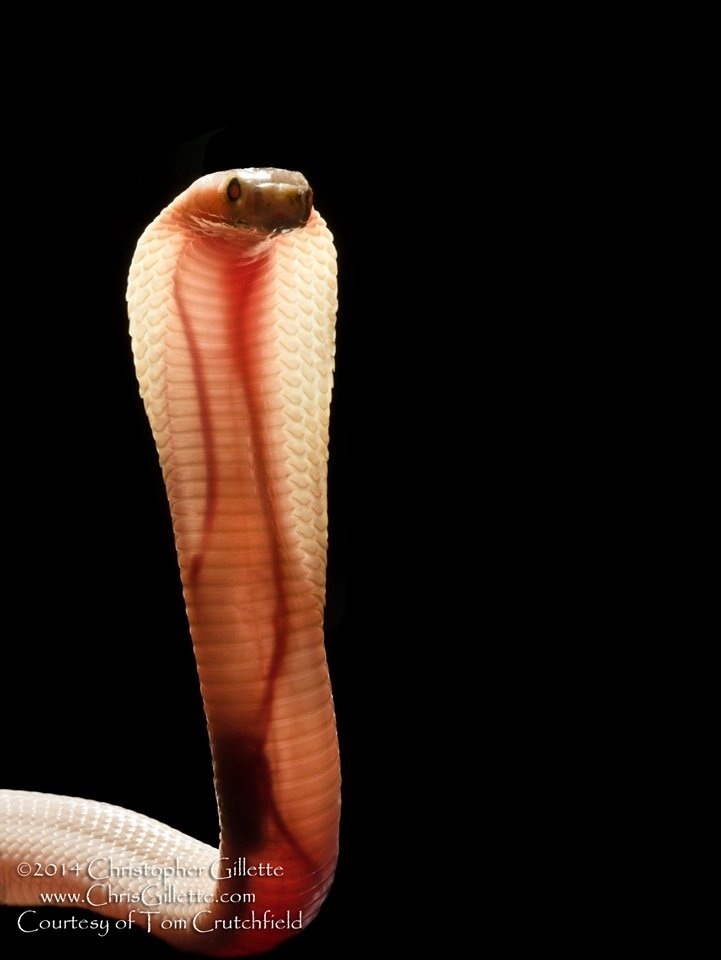The baby cobra's skin is so translucent you can see it's veins and heart.