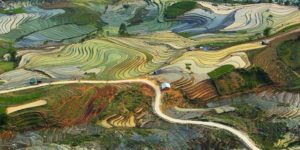The rice fields of Vietnam look like a Van Gogh painting.