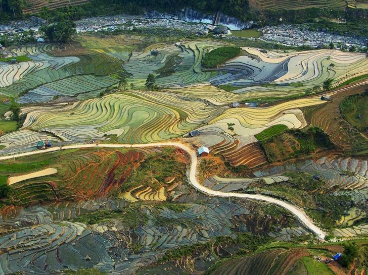 The rice fields of Vietnam look like a Van Gogh painting.