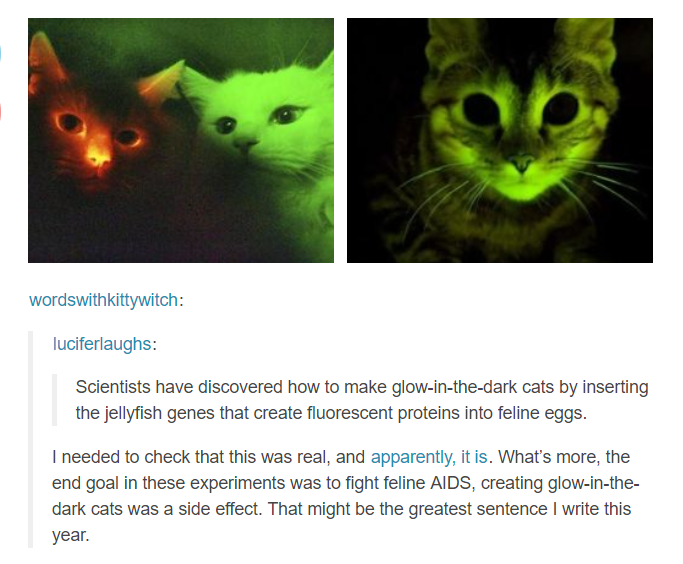 Glow cats are god.