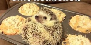 Silly Hedgehog, you’re not a muffin.