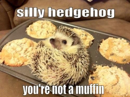 Silly Hedgehog, you're not a muffin.
