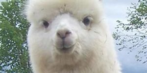 Good guy alpaca.