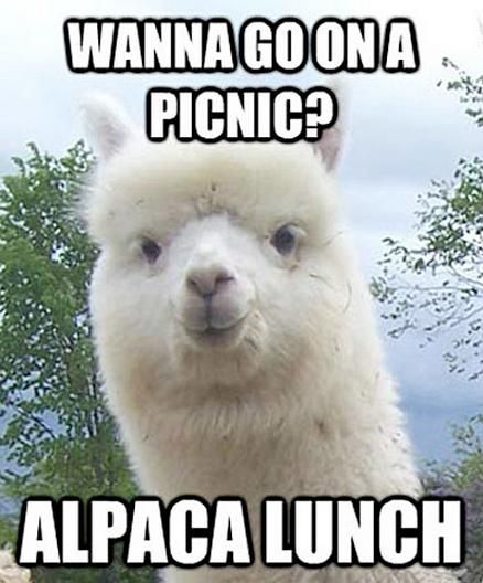 Good guy alpaca.