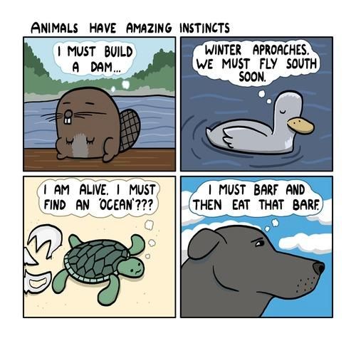 Animals have amazing instincts.