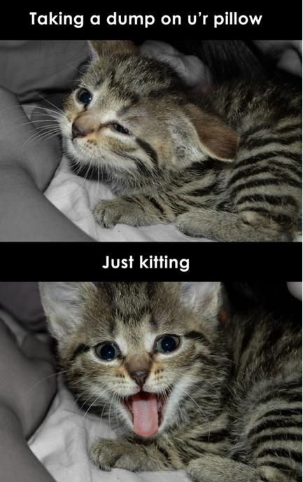 Scumbag kitteh.