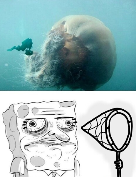 Let's go Jellyfishing...