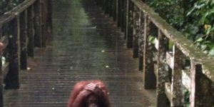 Poor orangutan…