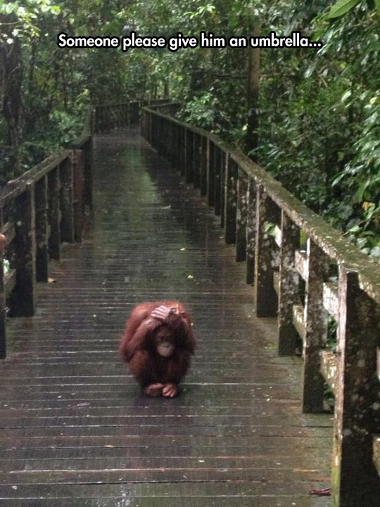 Poor orangutan...