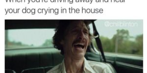 When+you%26%238217%3Bre+driving+away+and+hear+your+dog+crying+in+the+house