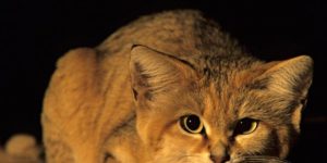 Rare Arabian sand cat