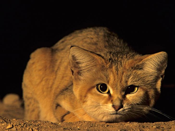 Rare Arabian sand cat