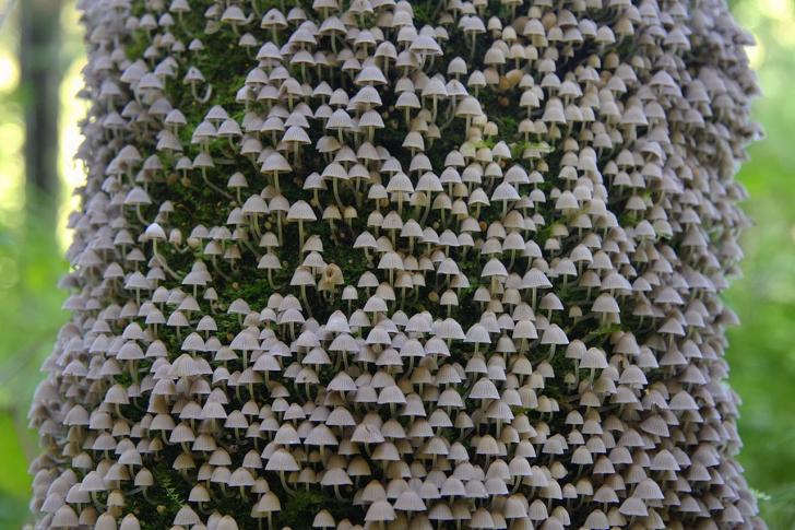Mooshroom forest.
