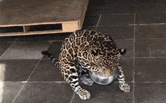 This is my precious bowl thing. See? OH SHhh…