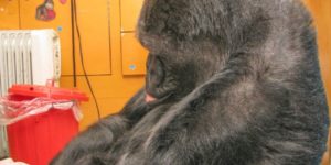 Koko the Gorilla mourning Robin Williams: “Dr. Patterson told Koko that ‘we have lost a dear friend, Robin Williams.’ Koko signed ‘CRY LIP,’ withdrew, and ‘became very somber, with her head bowed and her lip quivering.’”