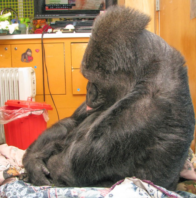 Koko the Gorilla mourning Robin Williams: 