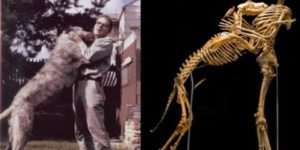 Anthropologist Grover Krantz donated his body to science with the stipulation that his dog stay close to him. Now their bones dance forever, the curs-ed dance, exclusively at the Smithsonian.
