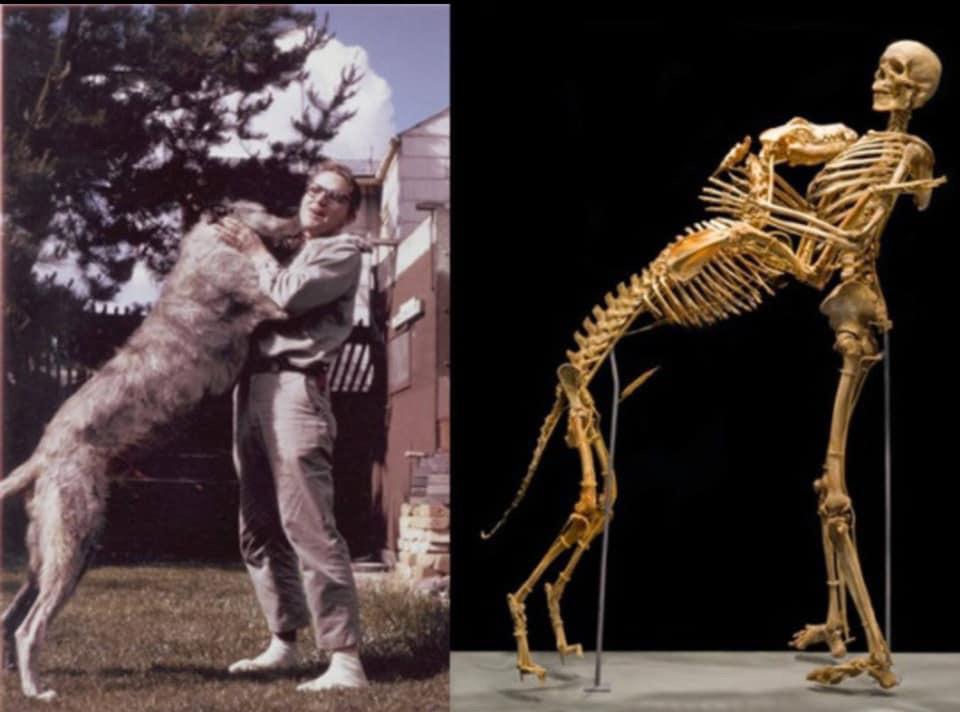 Anthropologist Grover Krantz donated his body to science with the stipulation that his dog stay close to him. Now their bones dance forever, the curs-ed dance, exclusively at the Smithsonian.