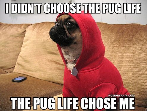 The pug life.