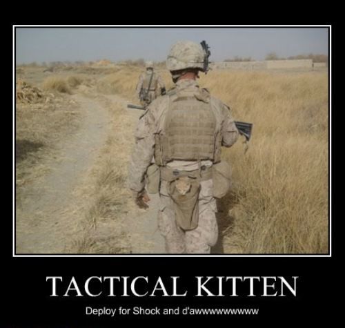 Tactical kitten.
