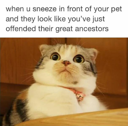 Sneezing in front of your pets.
