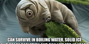 The mother freaking tardigrade.