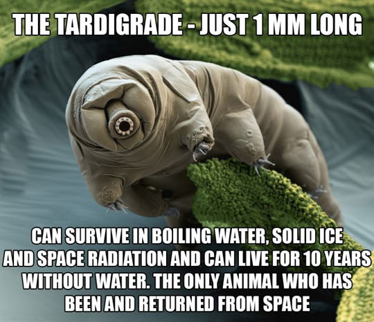 The mother freaking tardigrade.