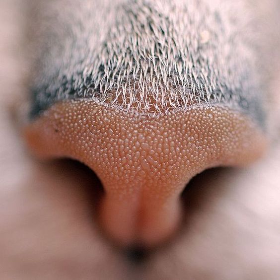 A cat's nose...zoomed in.