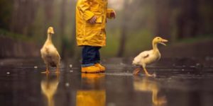 Just a couple of ducks out in the rain…