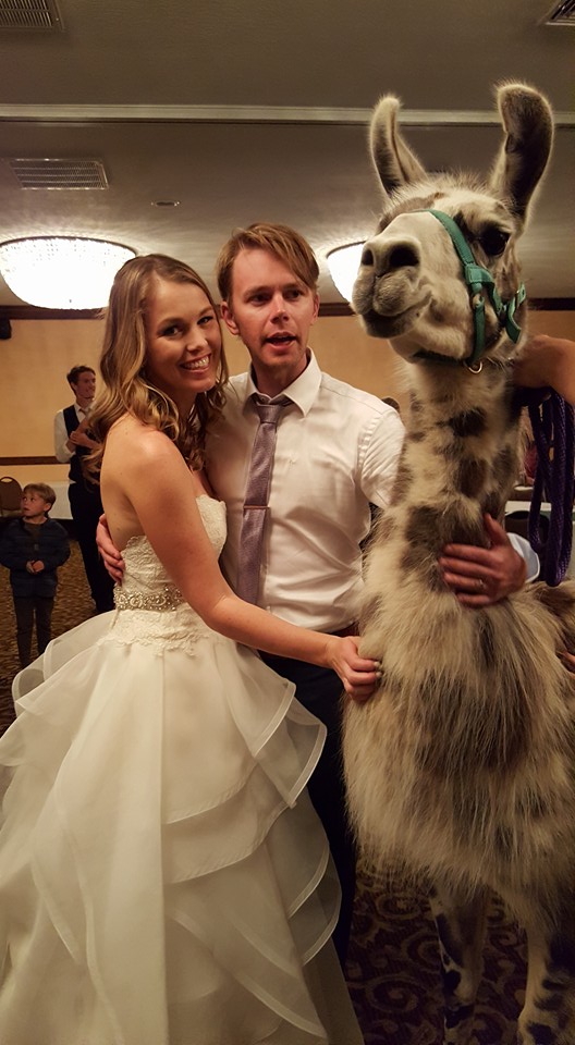 Sometimes the hotel holding your wedding also has a llama convention booked