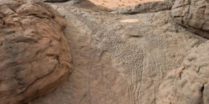 Millennium old engravings of giraffes in the Sahara Desert