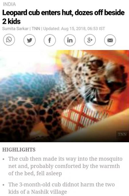 Leopard cub enters hut, [doze]n't eat the children.