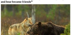 Best Friends – Bear and Wolf