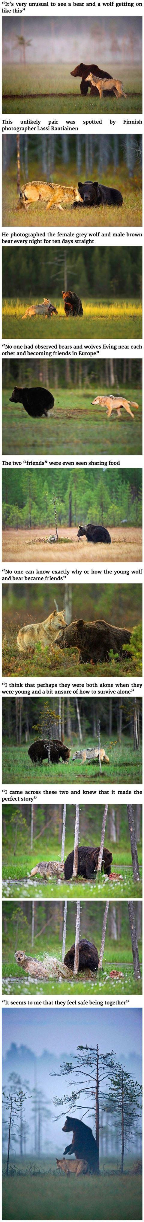 Best Friends - Bear and Wolf