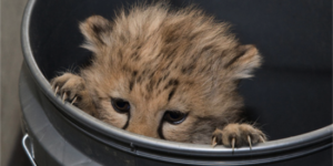 A peeking cheetah cub