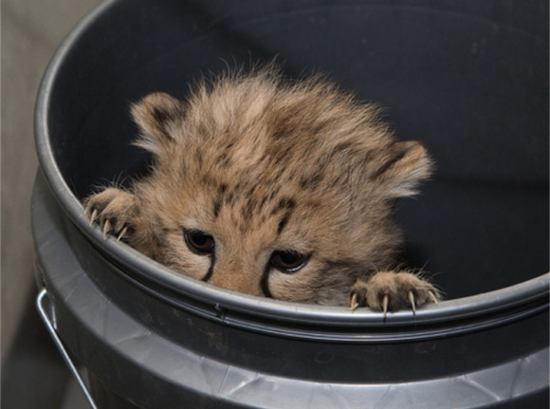 A peeking cheetah cub