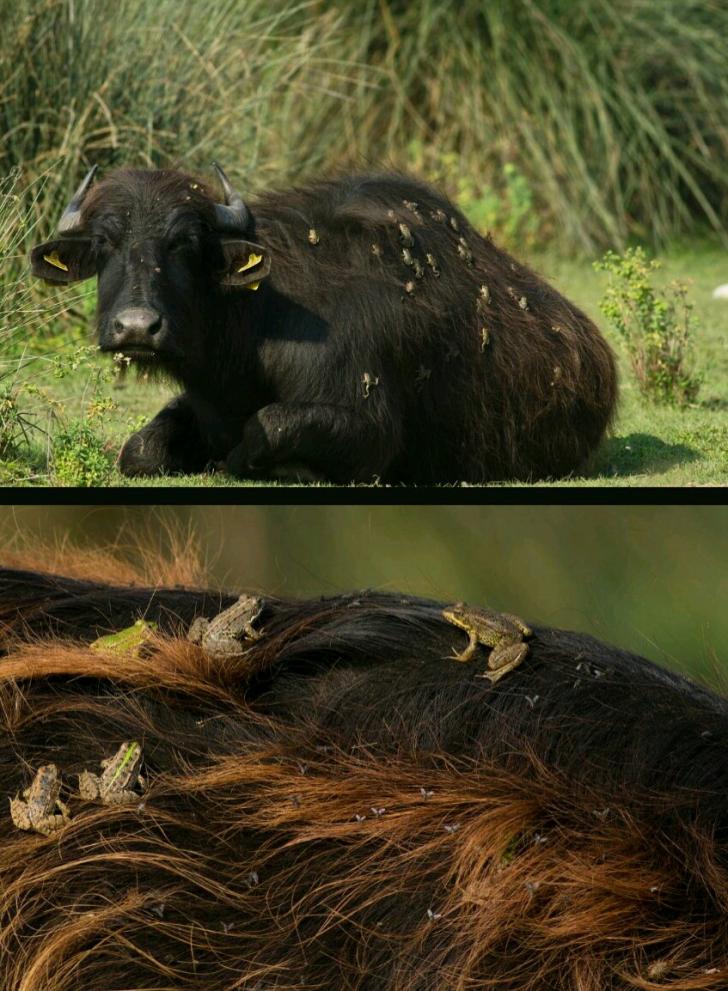 Symbiotic telationship between frogs and a water buffalo