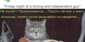 Russian cats are best cats.