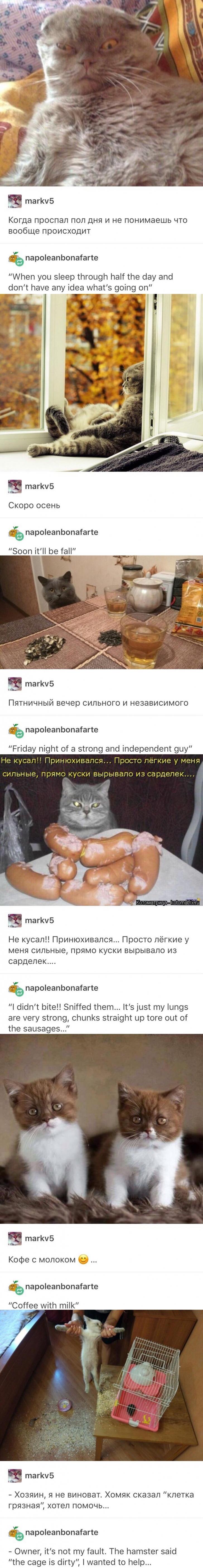 Russian cats are best cats.