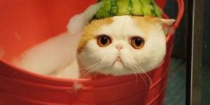 I has a watermelon on my melon.