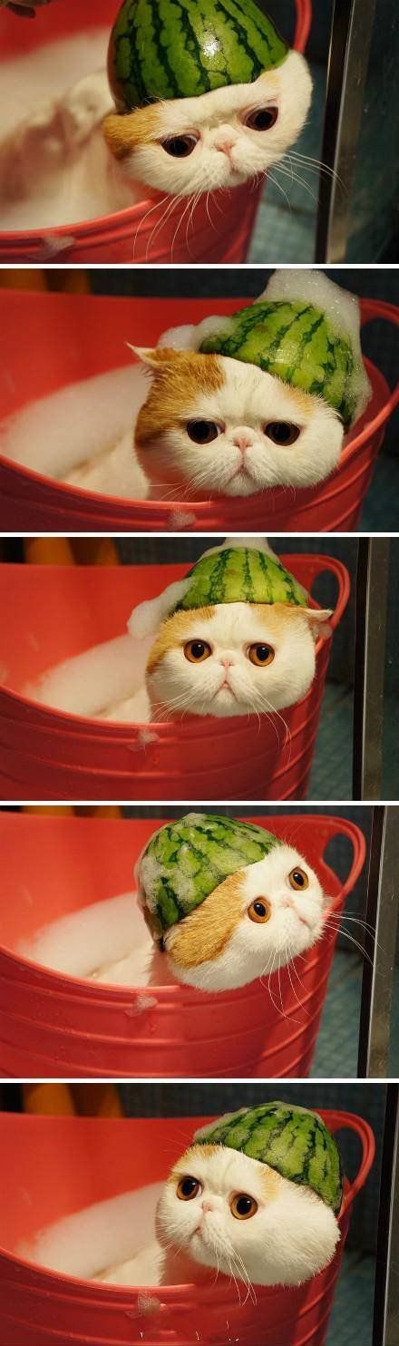 I has a watermelon on my melon.